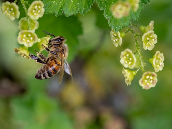 Abelhas também podem ser vítimas de fungicida. Foto: Pixabay