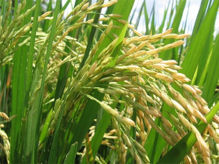 BASF : cultura do Arroz na safra 2019/20