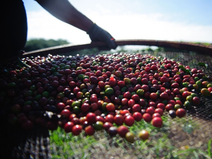 Queda de 20% na produção de café nesta safra