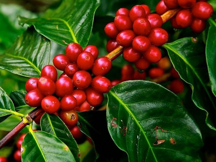 Corteva Agriscience fortalece atuação no setor cafeeiro com controle do bicho-mineiro   