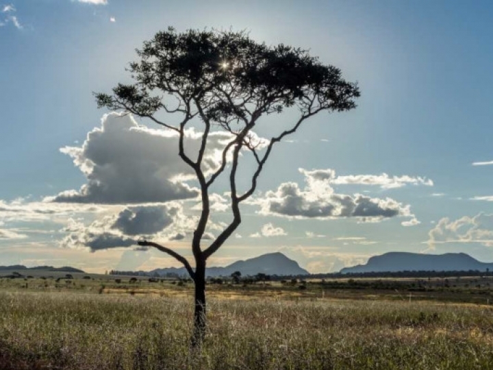 Bunge inicia programa inédito para monitorar volumes de soja de compras indiretas no Cerrado 