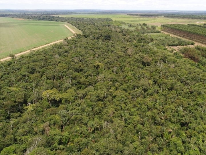 Mata secundária tem papel importante no sequestro de carbono