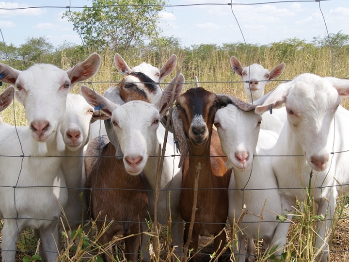 Caprinocultores conseguem manter produção mesmo com a CAE