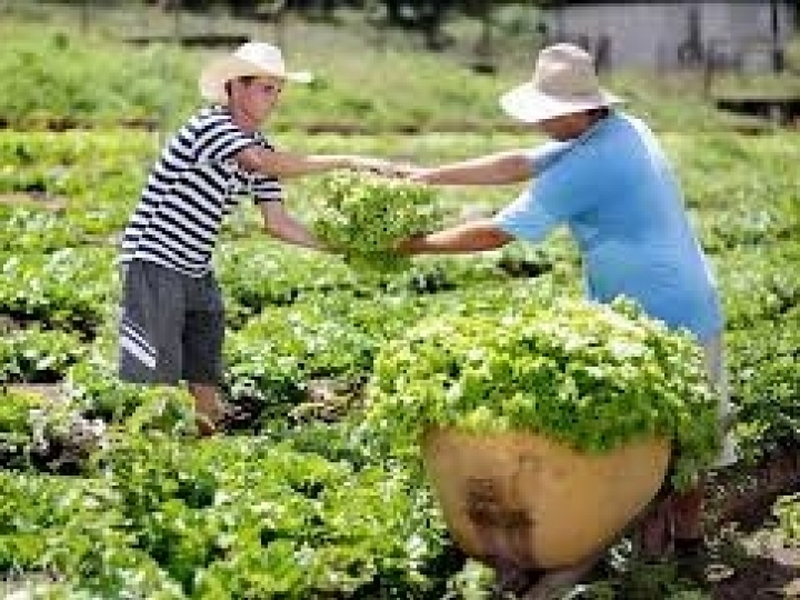 Garantia-Safra autoriza pagamento para mais de 44 mil agricultores familiares