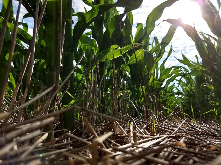 Redução de minhocas compromete a fertilidade em áreas sob plantio direto