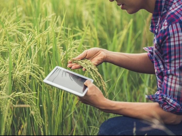 Secretaria de Agricultura e Abastecimento de SP realiza curso para habilitar engenheiros agrônomos para certificação fitossanitária