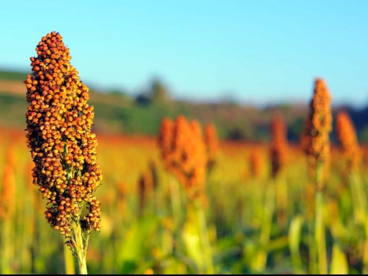 Zoneamento agrícola do sorgo forrageiro já está disponível para produtores rurais