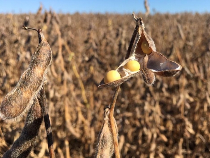 Catálogo classifica as cultivares de soja por resistência a nematoides e doenças