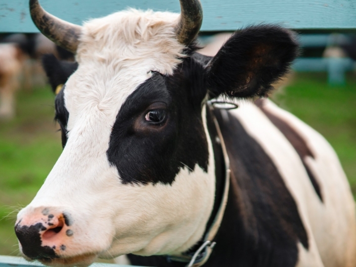 Como a secagem inteligente e a vermifugação das vacas leiteiras auxiliam na manutenção do bem-estar animal?