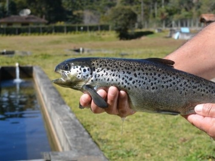 Trutas podem gerar descendentes mais adaptados às mudanças climáticas, sugere estudo do Instituto de Pesca