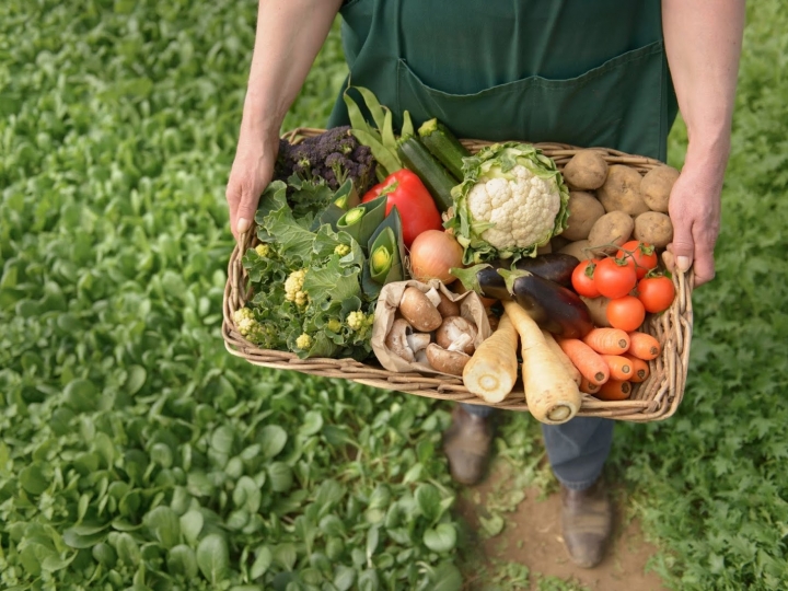 Projeto prevê sistema para certificação participativa de alimentos orgânicos