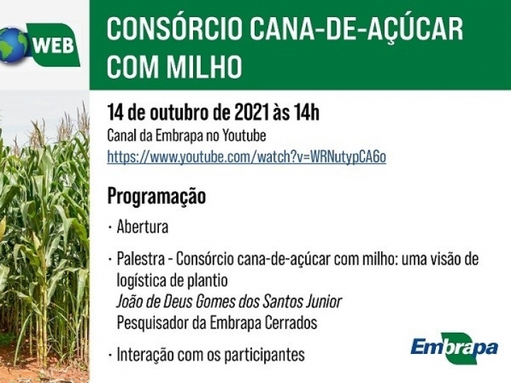 Consórcio cana-de-açúcar com milho: tecnologia será lançada na próxima quinta-feira (14)