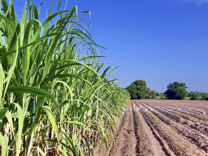 Sistema Tempocampo projeta aumento da safra de cana-de-açúcar em 2022  