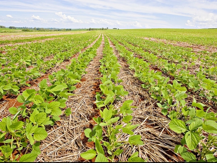 Entenda o manejo de plantas daninhas no sistema de produção soja/milho e soja/algodão