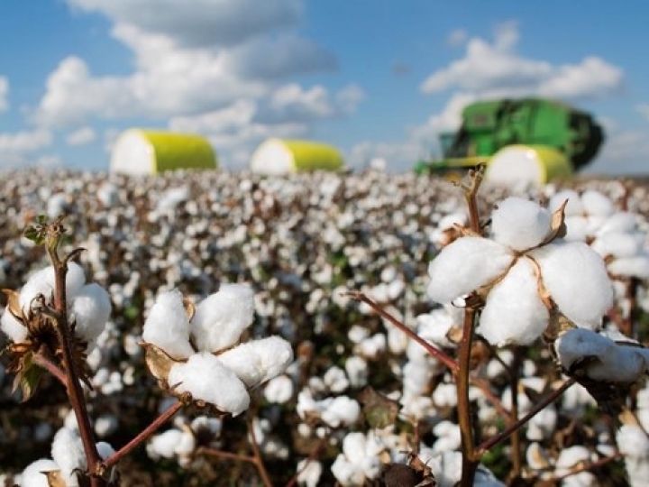 Brasil deverá atingir 12,5% da produção mundial de algodão até 2030