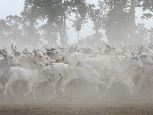 A produção de carne orgânica e sustentável pode contribuir para que se mantenham as boas condições de conservação ambiental do Pantanal. Foto: Raquel Brunelli