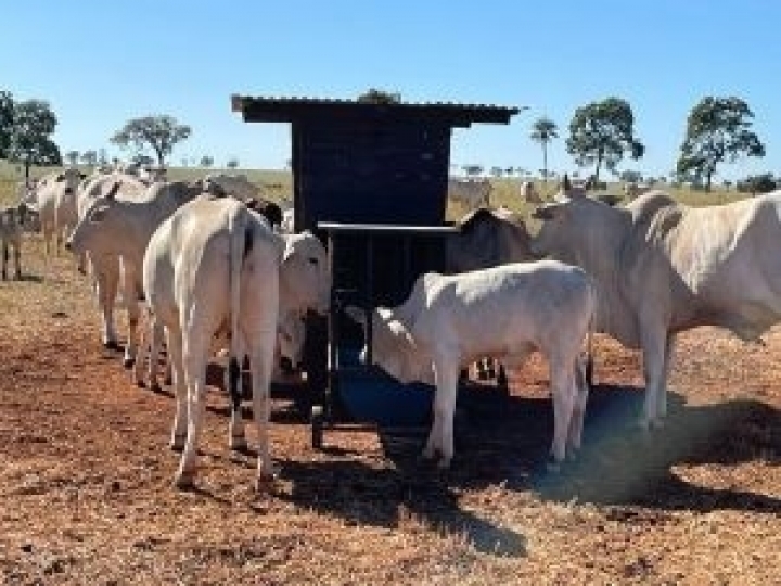 Sistema creep-feeding é alternativa para a nutrição de bezerros durante o aleitamento