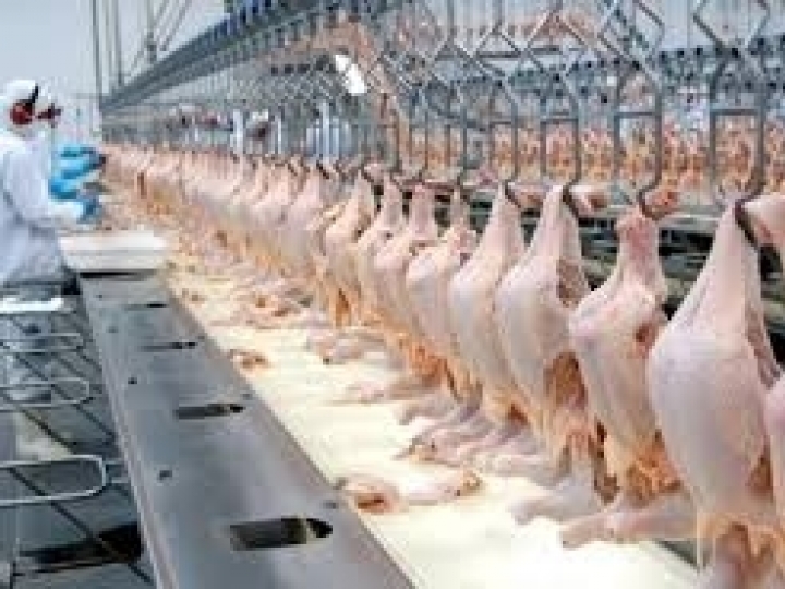 Exportações de carne de frango crescem 15,3% em agosto