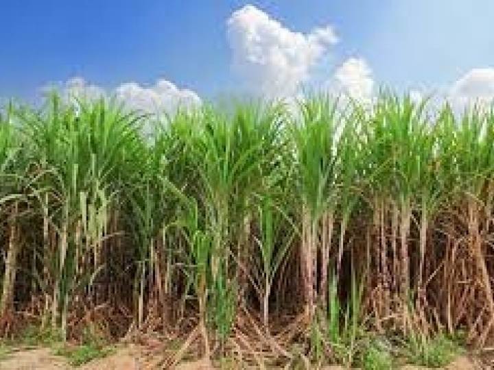 Chuvas prolongam moagem  canavieira do Norte e Nordeste