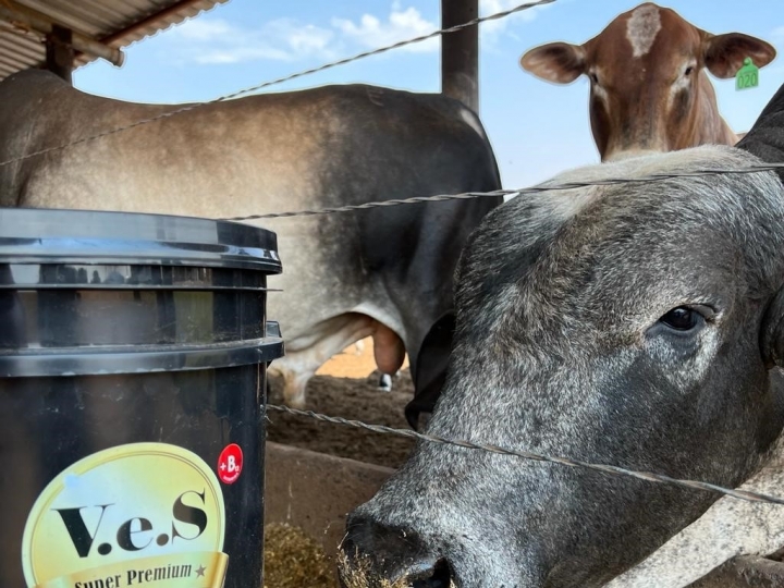 Com o fim da estação de monta, pecuaristas precisam definir o que fazer com o gado