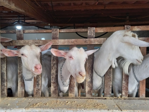 Cabras leiteiras em Monteiro, no Cariri Paraibano. A divisa entre os estados da Paraíba e Pernambuco concentra uma produção anual de 7,4 milhões de litros de leite. Foto: Maíra Vergne