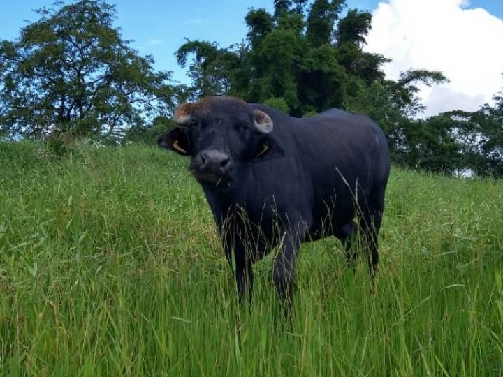 IZ realizará curso de inseminação artificial de bubalinos  