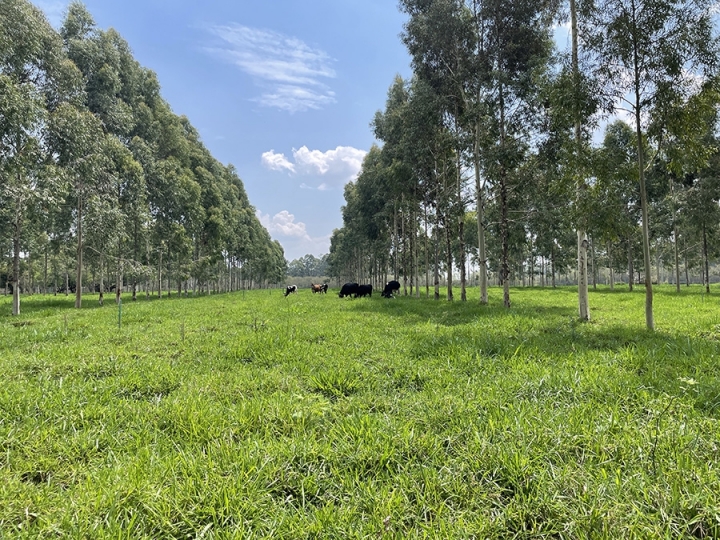 Estudo comprova que pecuária de leite no Brasil gera baixa emissão de carbono