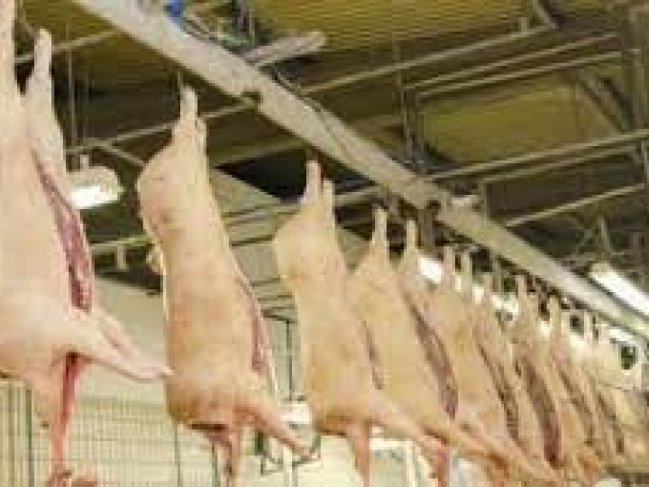 Exportações de carne suína crescem 16,6% em abril