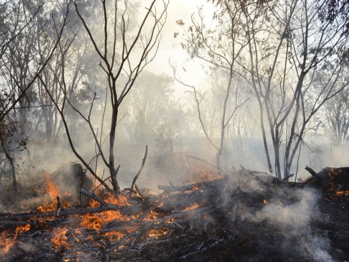 Novo sistema é capaz de prever incêndios no Cerrado em tempo praticamente real